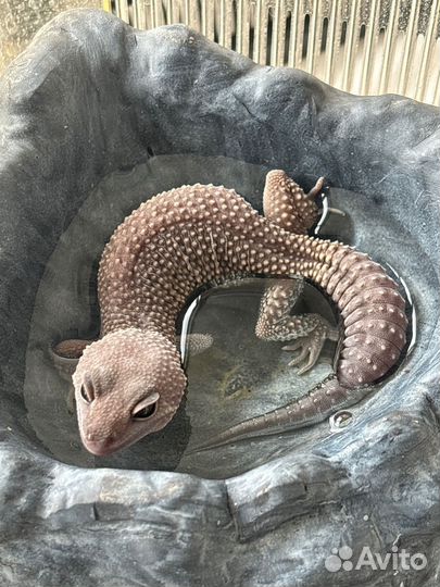 Водный бублефар в собственном соку