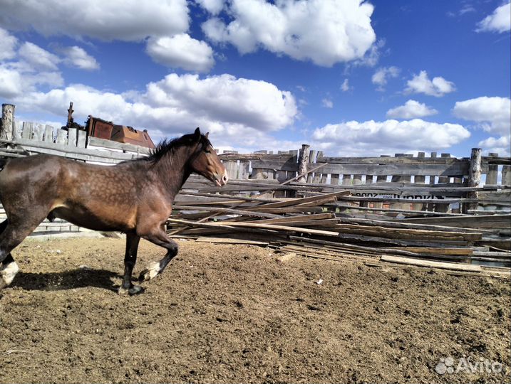 Лошадь жеребец