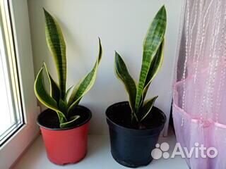 Сансевьерия сортовая
