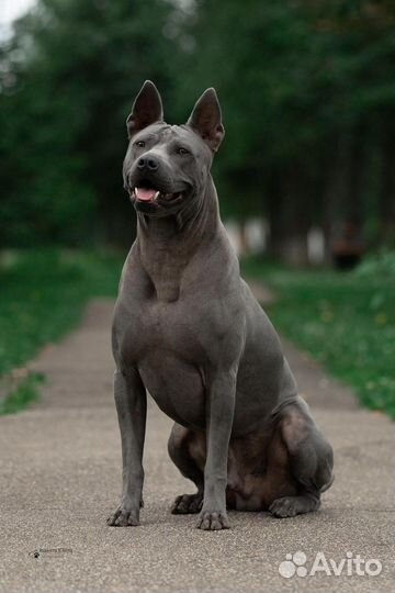 Вязка Тайский риджбек