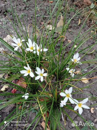 Зефирантес белый