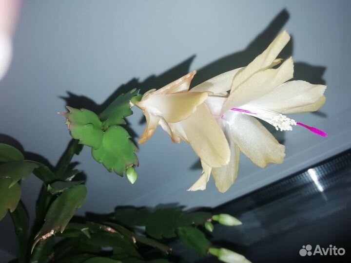 Декабрист шлюмбергера желтый