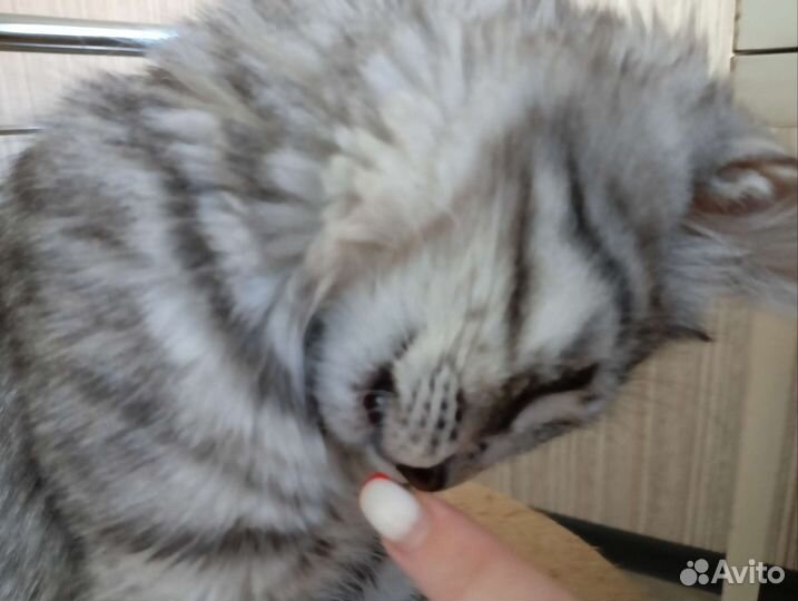 Котик и кошка в дар