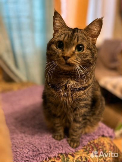 Спокойная ласковая Василисонька ищет передержку до