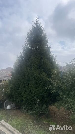 Ель живая