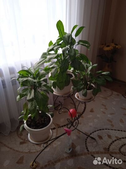 Комнатные растения