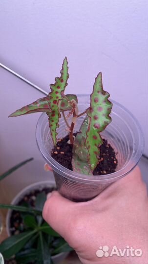 Бегония Amphioxus