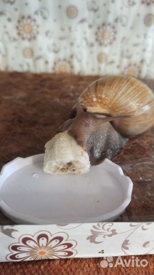 Улитка Ахатина