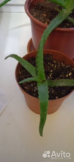 Алоэ столетник