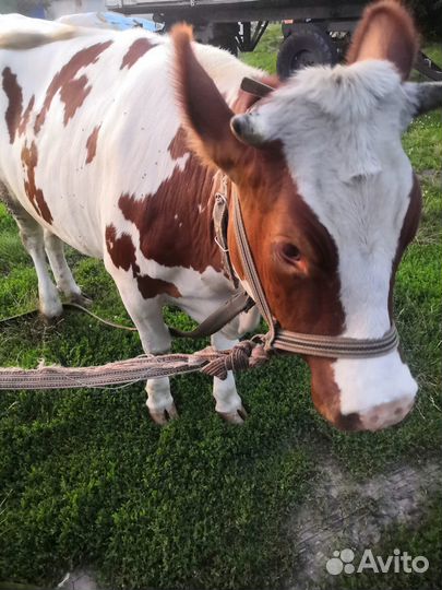 Тёлочка 1,5 года