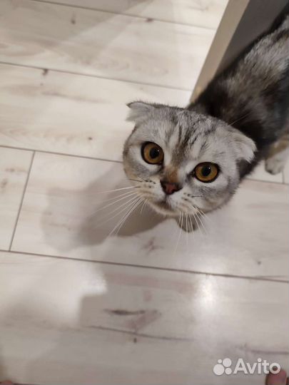 Шотландская вислоухая кошка бесплатно