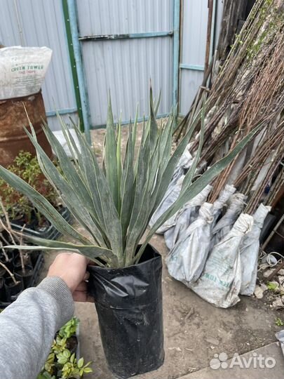 Растения для сада