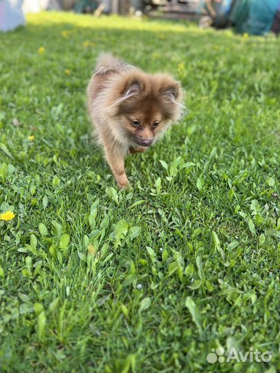 Померанский шпиц