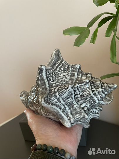 Ракушка морская большая