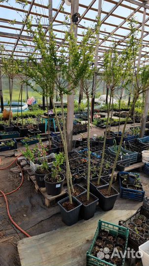 Ива японская Хакуро Нишики