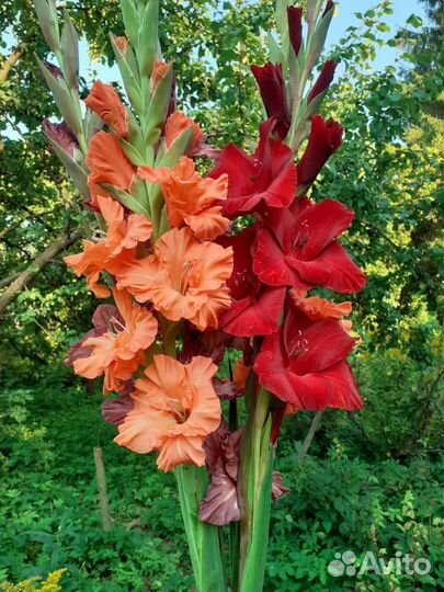 Гладиолусы, Букеты, свежайшая срезка