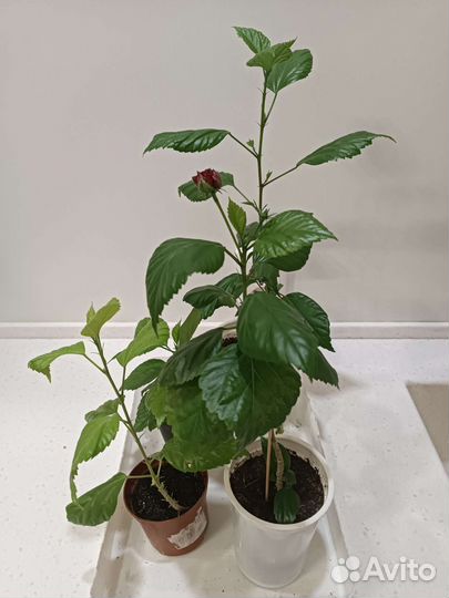 Гибискус махровый красный