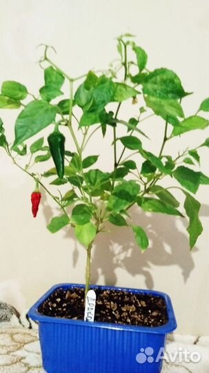 Подарок для мужа растение перец горький комнатный