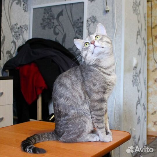 Кот на вязку