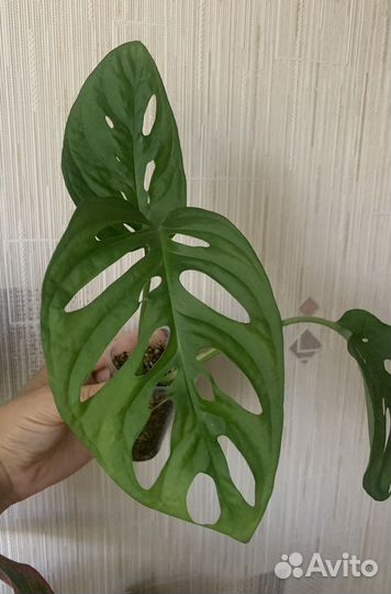 Монстера манки