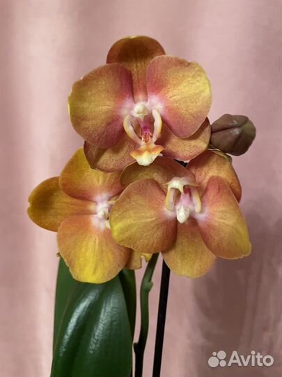 Орхидея фаленопсис Las Vegas