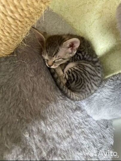 Донской сфинкс котята велюр