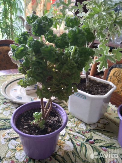 Герань душистая сортовая. Зеленая продана