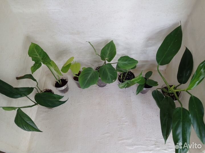 Комнатные растения