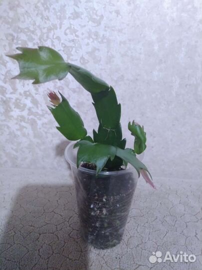 Декабрист (разные цвета)