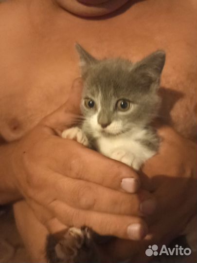Кошка