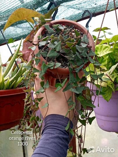 Церопегия укорененные разного размера