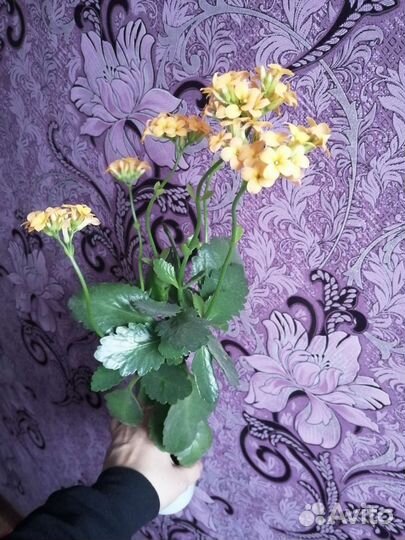 Комнатные цветы