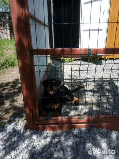 Передержка собак. Зоогостиница