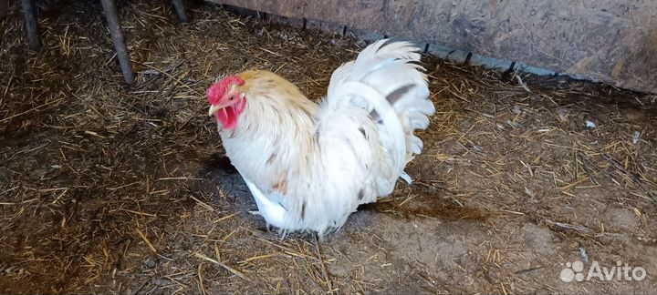 Петушки, перепела