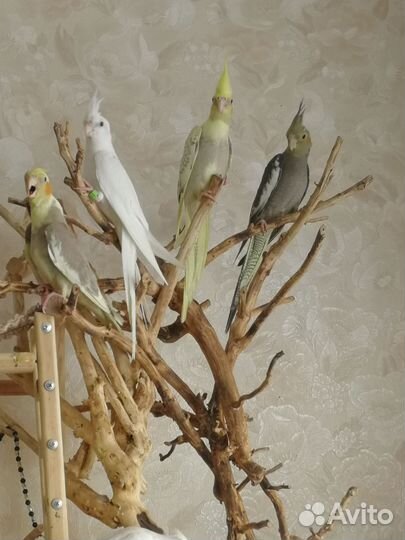 Ручные малыши кореллы