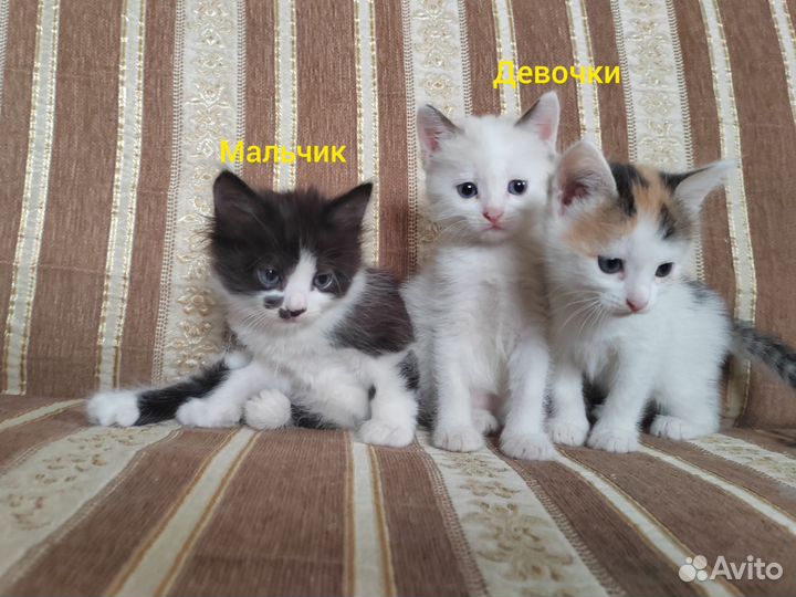 Очаровательные котята