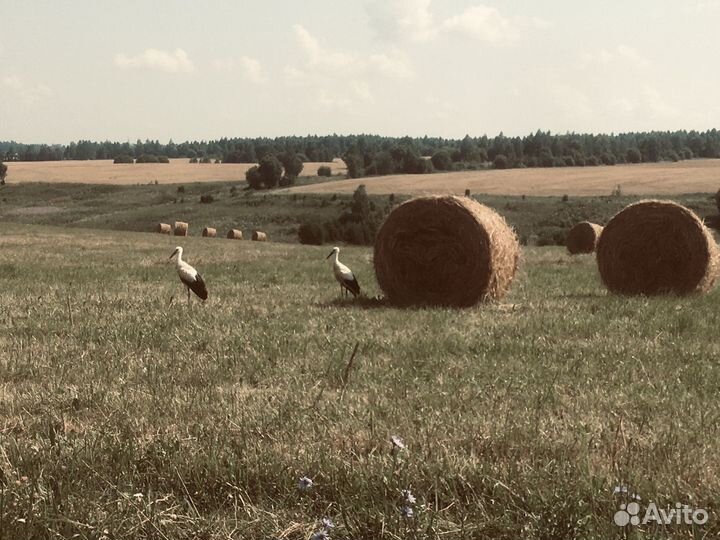 Продам сено в рулонах