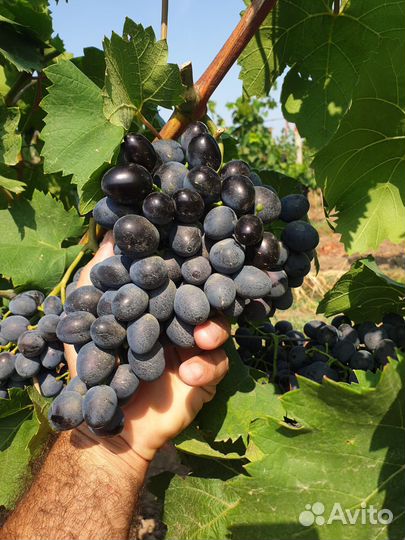 Виноград