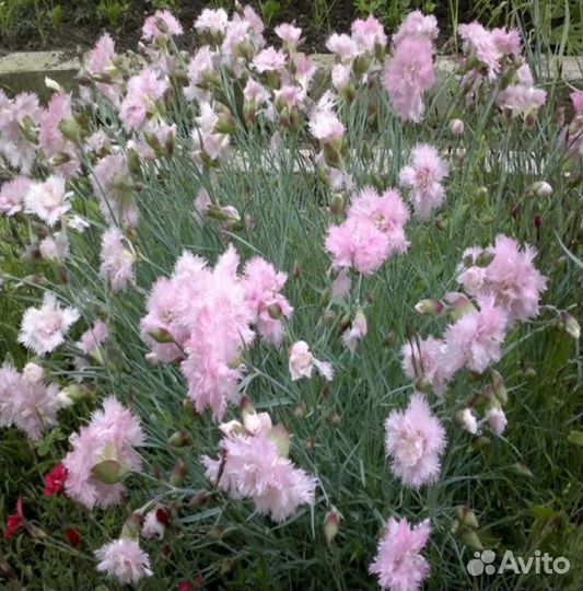 Многолетники