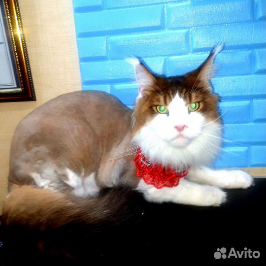 Стрижка, тримминг,экспресс-линька