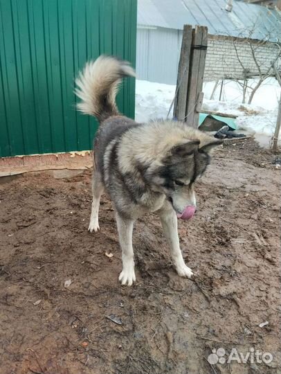 Нашли хаски