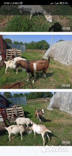 Коза дойная молочная