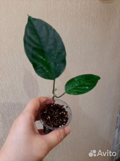 Клеродендрум специозиум