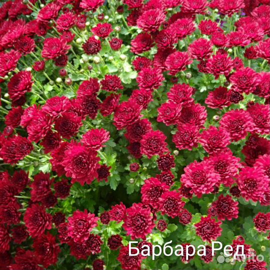 Хризантема мультифлора