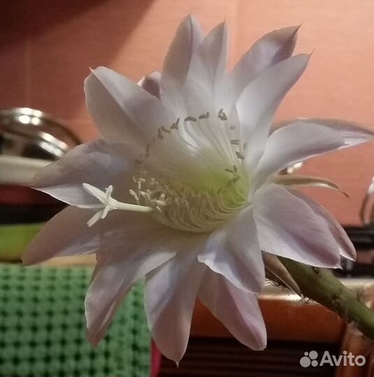 Кактус Эхинопсис Атакамский Нежно-Розовый