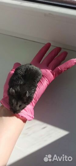 Джунгарский хомяк