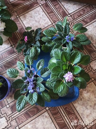 Продам фиалки