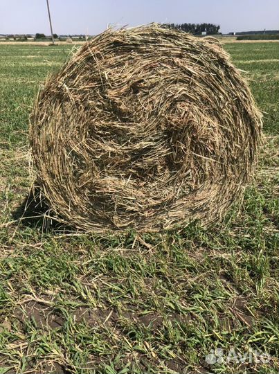 Сено, суданка, разнотравье гороховая солома