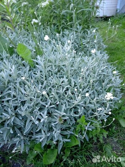 Почвопокровники