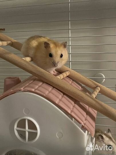 Джунгарский хомяк бесплатно